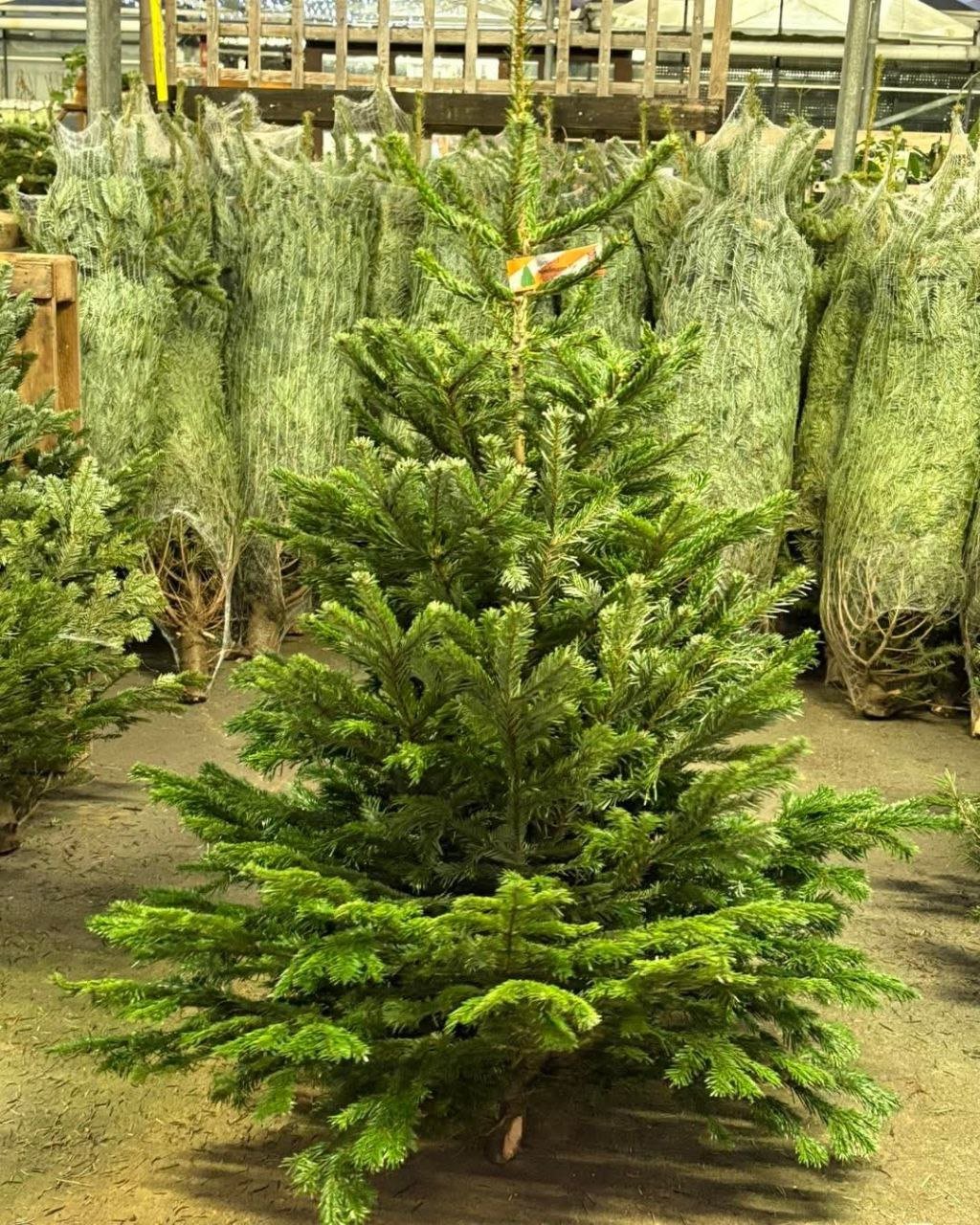 Wholesale Christmas Trees Pallet: 50 Artificial Trees for Resale